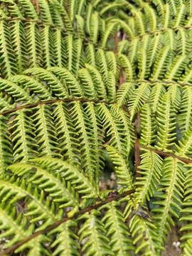 Full frame macro shot of lush green fern leaves, creating a beautiful natural re Фото