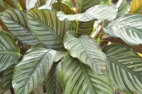 Full frame macro texture of lush green Calathea ornata leaves with delicate.. Stock-Fotos