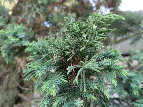 Full frame macro texture of lush green coniferous foliage, providing a natural a Stock-Fotos