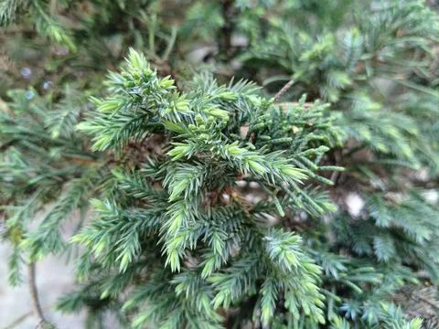 Full frame macro texture of lush green coniferous foliage, providing a natural  写真素材