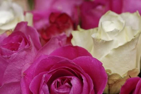 Full Frame Macro of Vibrant Pink and White Roses Bouquet Stock Photos