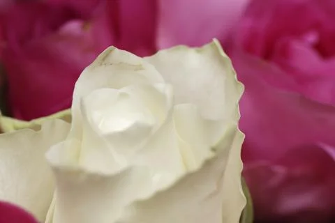 Full Frame Macro of Vibrant Pink and White Roses Bouquet Stock Photos