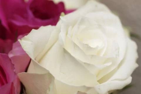 Full Frame Macro of Vibrant Pink and White Roses Bouquet Stock Photos
