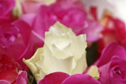 Full Frame Macro of Vibrant Pink and White Roses Bouquet Stock Photos