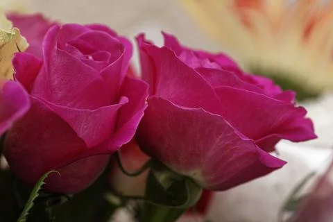 Full Frame Macro of Vibrant Pink and White Roses Bouquet Stock Photos