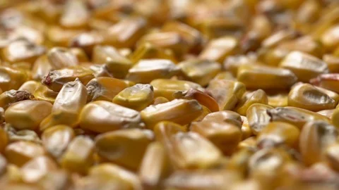Full-frame of Maize grains, Corn kernels in rotation Stock Footage 123881304