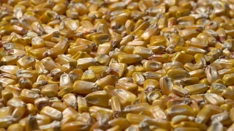 Full-frame of Maize grains, Corn kernels in rotation Stock Footage 123881313