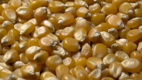 Full-frame of Maize grains, Corn kernels in rotation Stock Footage 123881410
