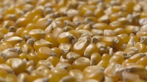 Full-frame of Maize grains, Corn kernels in rotation Stock Footage 123881411