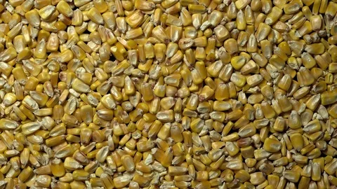 Full-frame of Maize grains, Corn kernels in rotation Stock Footage 123881616