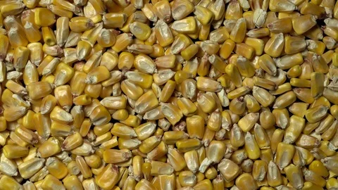 Full-frame of Maize grains, Corn kernels in rotation Stock Footage 123881629