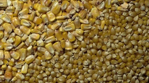 Full-frame of Maize grains, Corn kernels in rotation Stock Footage 123881740
