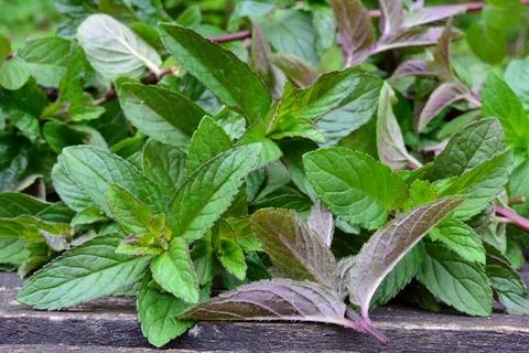 Full frame of Mentha aquatica, close up Stock Photos