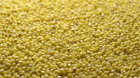 Full-frame of Millet grains. Proso Millet seeds in rotation Stock Footage 124181406