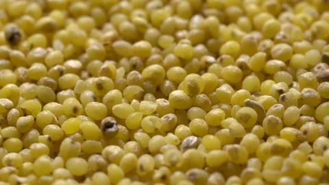 Full-frame of Millet grains. Proso Millet seeds in rotation Stock Footage 124181549