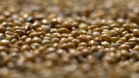Full-frame of Millet grains. Proso Millet seeds in rotation Stock Footage 124181760