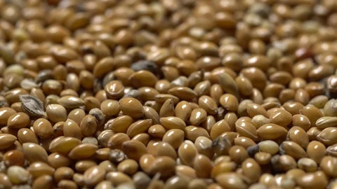 Full-frame of Millet grains. Proso Millet seeds in rotation Stock Footage 124181864