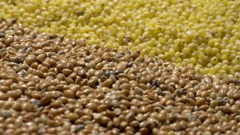 Millet Seeds Stock Video Footage | Royalty Free Millet Seeds Videos | Pond5