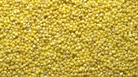 Full-frame of Millet grains. Proso Millet seeds in rotation Stock Footage 124182282