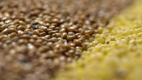 Millet Seeds Stock Video Footage | Royalty Free Millet Seeds Videos | Pond5