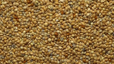 Full-frame of Millet grains. Proso Millet seeds in rotation Stock Footage 124182414