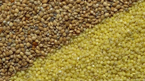 Full-frame of Millet grains. Proso Millet seeds in rotation Stock Footage 124182550