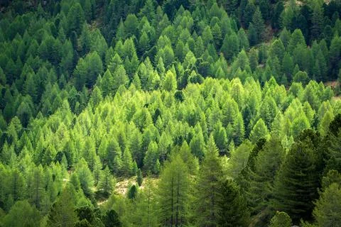 Full frame natural pattern of dense larch and pine forest on a mountain slo.. Stock Photos