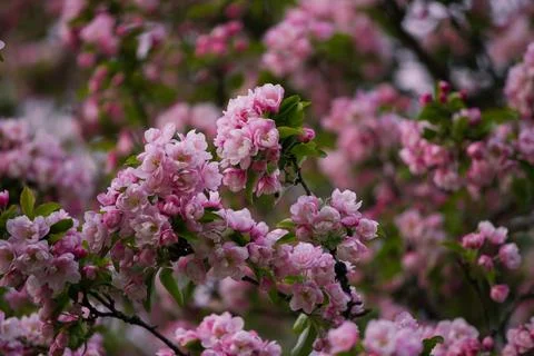 Full frame nature texture background of beautiful pink and white blossoms  스톡 사진
