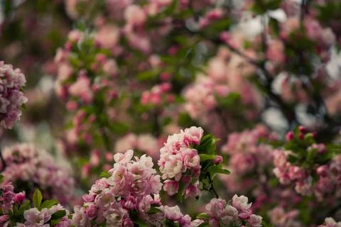 Full frame nature texture background of beautiful pink and white blossoms  스톡 사진