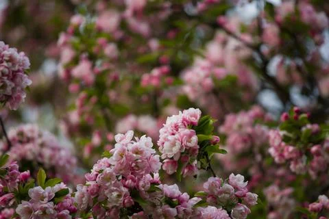 Full frame nature texture background of beautiful pink and white blossoms  Stock Photos