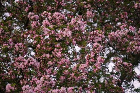 Full frame nature texture background of beautiful pink and white blossoms  Foto stock
