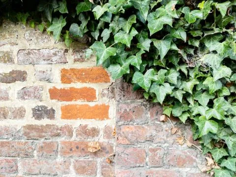 Full frame old red brick wall with ivy Stock Photos