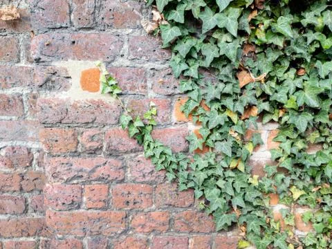 Full frame old red brick wall with ivy Stock Photos