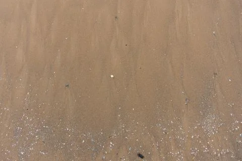 A full-frame, overhead view of moist, tan-colored beach sand scattered with s Foto stock
