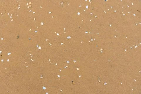 A full-frame, overhead view of moist, tan-colored beach sand scattered with.. Stock Photos