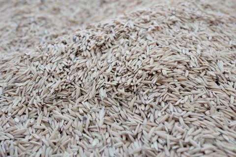 Full frame paddy group background and texture Stock Photos