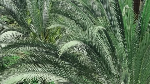 Full frame of palm tree leaves swaying in sunlit breeze. Canary Islands, Spain Stock Footage 308569781