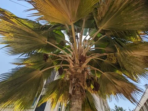 Full frame palm tree on sky Stock Photos