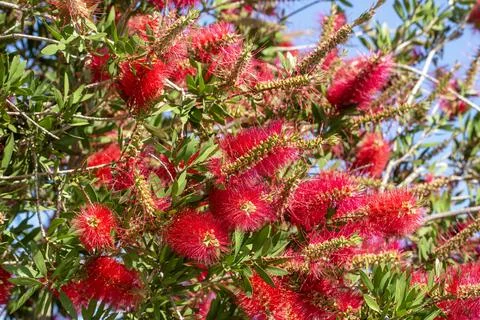 Full Frame Pattern of Crimson Bottlebrush Callistemon Flowers in Spring Garde Stock Photos