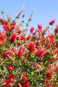Full Frame Pattern of Crimson Bottlebrush Callistemon Flowers in Spring Garde Stock Photos