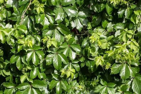 Full Frame Pattern of Vibrant Green Parthenocissus inserta Virginia Creeper.. Stock Photos