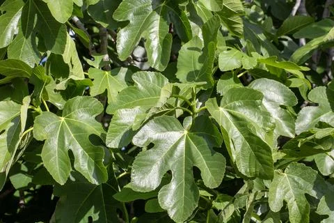 Full Frame Pattern of Vibrant Green Common Fig Ficus carica Leaves in Sunligh Stock Photos