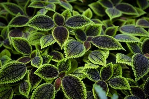 Full Frame Pattern of Vibrant Green and Dark Textured Leaves Stock Photos