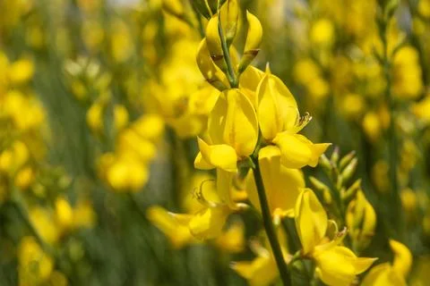 Full Frame Pattern of Vibrant Yellow Spanish Broom (Spartium junceum) Flowers Stock Photos