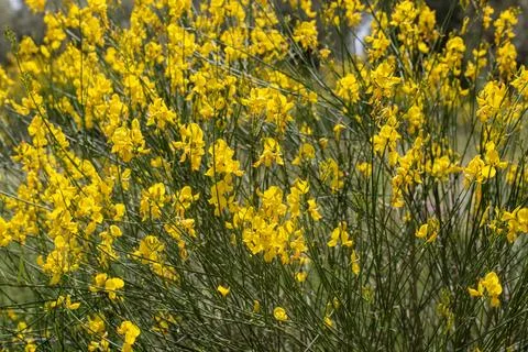 Full Frame Pattern of Vibrant Yellow Spanish Broom (Spartium junceum) Flowers Stock Photos