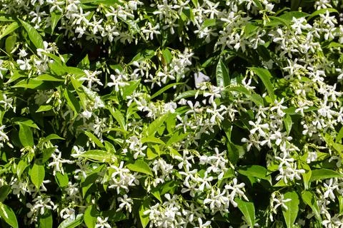 Full Frame Pattern of White Star Jasmine Trachelospermum jasminoides Flowers Stock Photos
