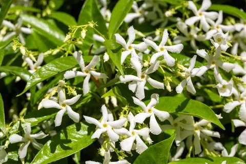 Full Frame Pattern of White Star Jasmine Trachelospermum jasminoides Flowers Stock Photos