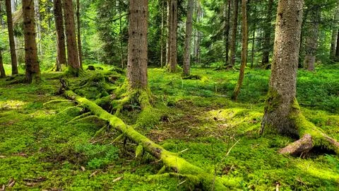 Full frame of pine with green moss and sunbeam on the forest floor. Black forest Stock Photos