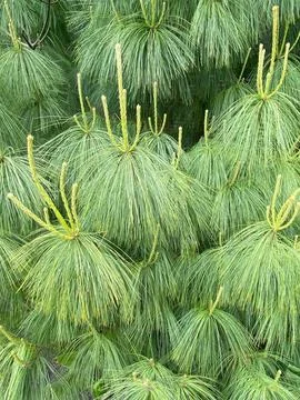 Full frame of pine tree long needles. Stock Photos