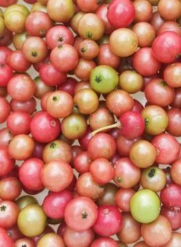 Full Frame of Red and Green Jamaican Cherry Background. Stock Photos